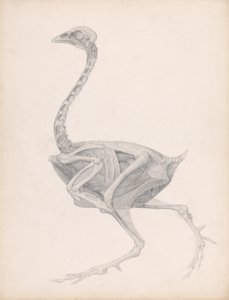 A Comparative Anatomical Exposition of the Structure of the Human Body of an Ostrich